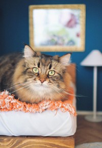 壁紙とランプも追加