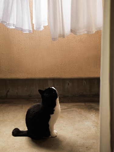 「おじちゃんの洗濯物が邪魔で空が見えない」（小林写函撮影）