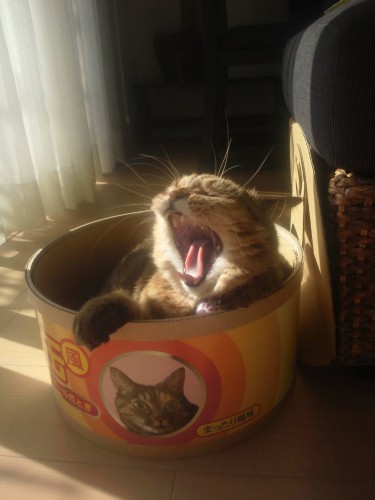 望月さん家の「ちとせ」（望月さん提供）