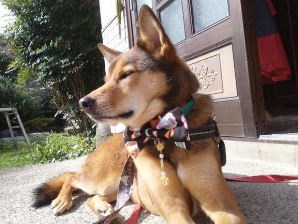 3歳のお誕生日を迎えた小次郎くん（画像提供：みかみと小次郎【公式】さん）