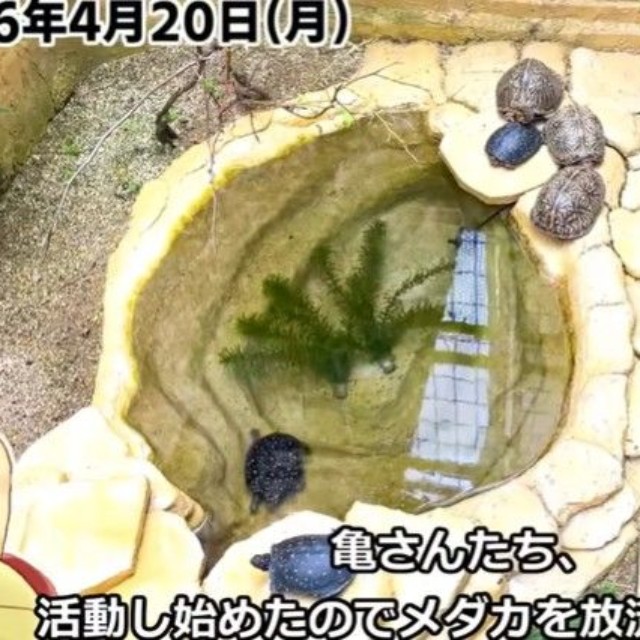 亀池の様子／投稿主さん提供