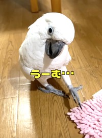 まずは足でマットを触ってみるゆきまる君（提供：タイハクオウムのゆきまるさん）