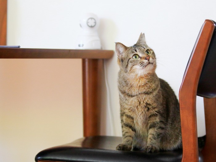 いたずらはすぐバレる？ 部屋の中には見守りカメラが何台もあります。