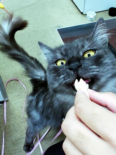 しょこらは細谷さんらの手厚い世話で、元気を取り戻していった＝細谷さん提供