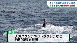 クジラの個体数は回復傾向　調査船が宮城・塩釜港に帰港し報告