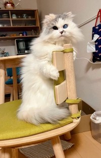 椅子を見事に使いこなしてくれたことも！