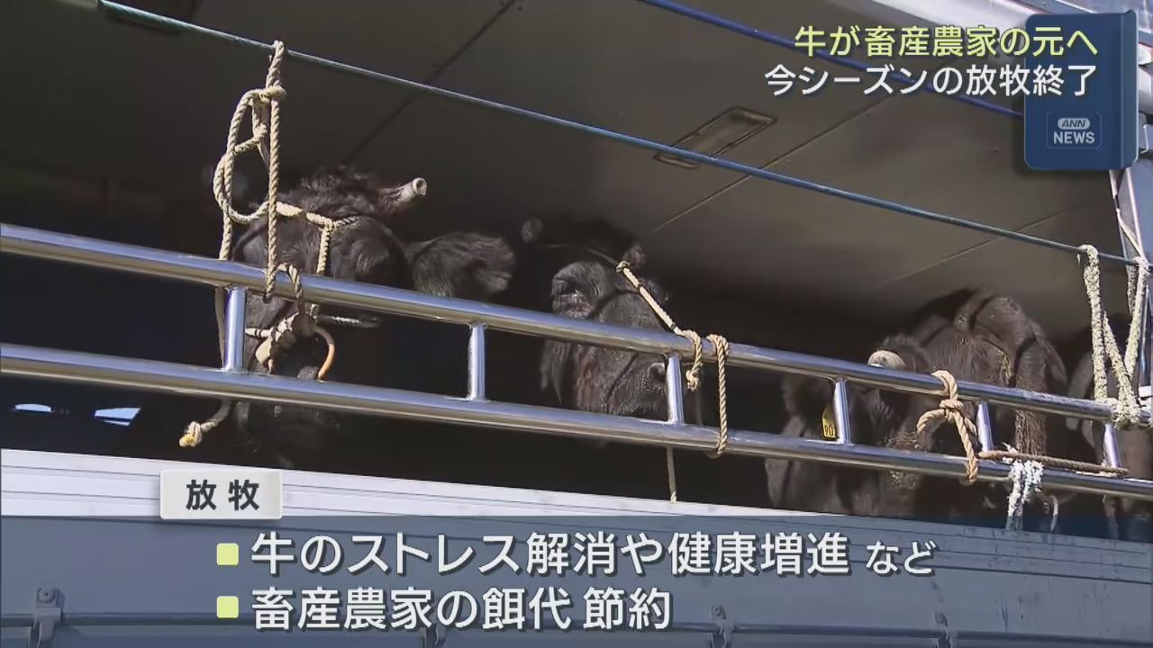 上品山牧場でウシ２０頭の放牧終了　畜産農家の元へ帰る　宮城・石巻市