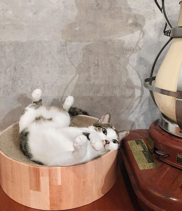 「リモコン取って」とかあれこれ指示するせんせー