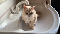 お風呂の前の脱衣部屋...最初にみいちゃんが運ばれたお部屋。この洗面台がお気に入りの場所になりました。