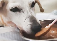 スタッフが「食べやすいように」と作ってくれたペースト状のご飯を食べるタピオカ