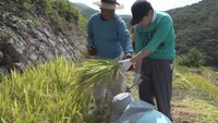 小豆島の「中山千枚田」で行われた稲刈り体験