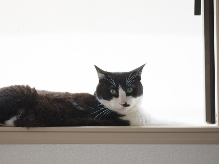 「え！この網戸って開けられるの？」（小林写函撮影）