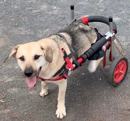 お散歩大好き！走るの大好き！なマイロくん