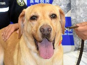 7年のお勤めご苦労さま　麻薬探知犬ラブラドルが引退