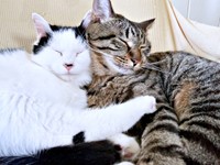 新たに家族になった元保護猫のめかぶちゃん（左）とくっ付いて眠るしらすちゃん（画像提供：硝子さん）