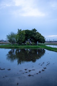 田植え直前の風景