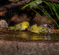 メジロの水浴び（提供：akiさん）