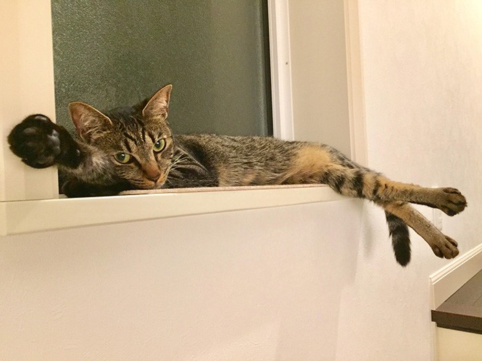 寝たまま猫パンチ？