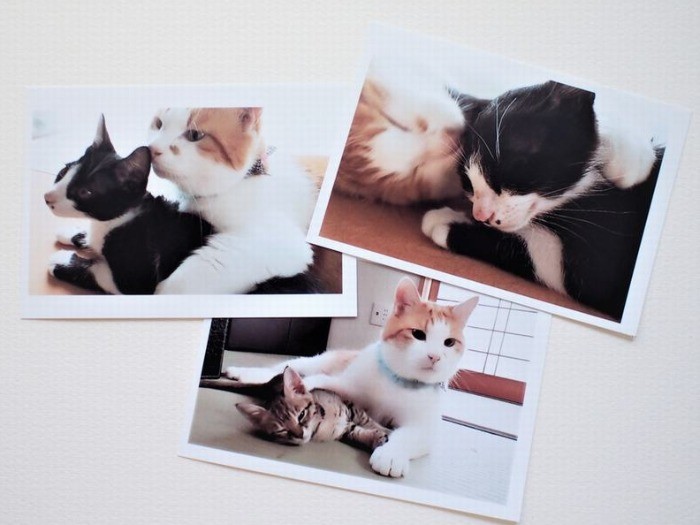 黒白のポポ(ごま)は最初に貰われていった。