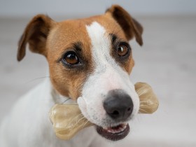 歯がかける・すり減ると細菌感染する原因に　歯みがきトイやガムは正しく用いる