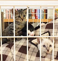 いつも一緒（左から）トラちゃん、クロちゃん、シロくん（画像提供：またまた一匹増えて五猫（ｺﾞﾆｬﾝ）のぱぱになりました。さん）