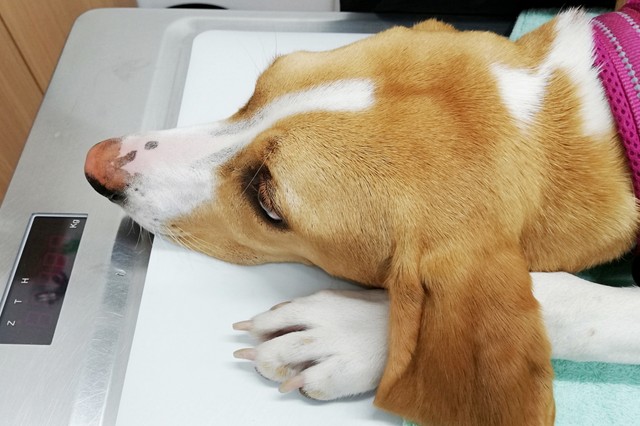 愛犬の健康管理において特に気を遣った方が良いことは食事管理だそうです　※画像はイメージです（smile/stock.adobe.com）