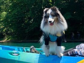 水遊びや雪遊び……その楽しさは全部キミが教えてくれた　シェルティ「レイリー」