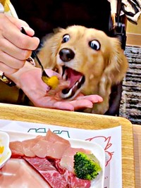 あーん！ 夢中で食べるきなこちゃん（画像提供：きなこ【Mダックスフンド】さん）