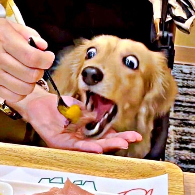 あーん！ 夢中で食べるきなこちゃん（画像提供：きなこ【Mダックスフンド】さん）