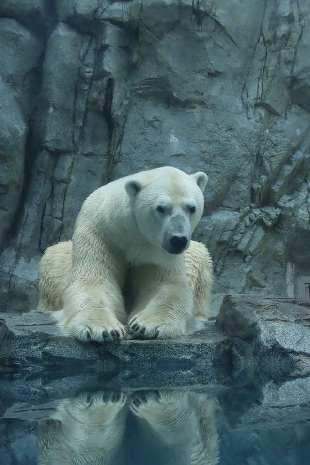 「きれい」「かっこいい」と言われながら人間観察中の豪太＝2023.11 男鹿水族館GAO
