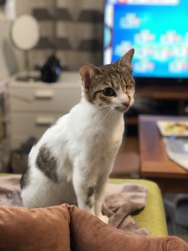 SUNの母猫、デンは、りーりーさんの姉の元で幸せに暮らしている（りーりーさん提供）