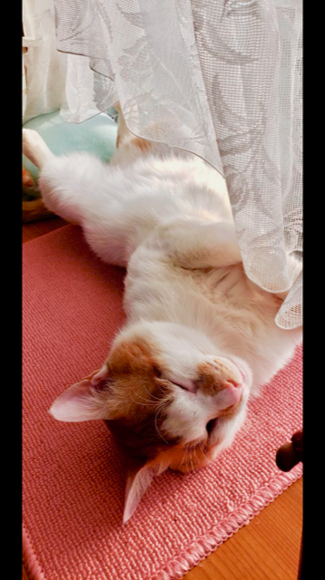 日本にいた時も幸せいっぱいだった