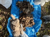 生存していた猫たちの保護が終わると、命を落とした子たちもようやく地獄のような部屋から外へ。このあと埋葬してもらった