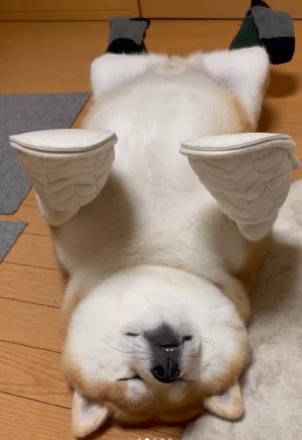 スリッパや靴下を履かせても動じなかったヘソ天姿の柴犬が話題に（shibaochatarouさん提供、動画をキャプチャ撮影）