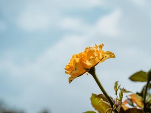 無理に笑顔でいる自分を変えるため、シンプルイズベストを試してみた