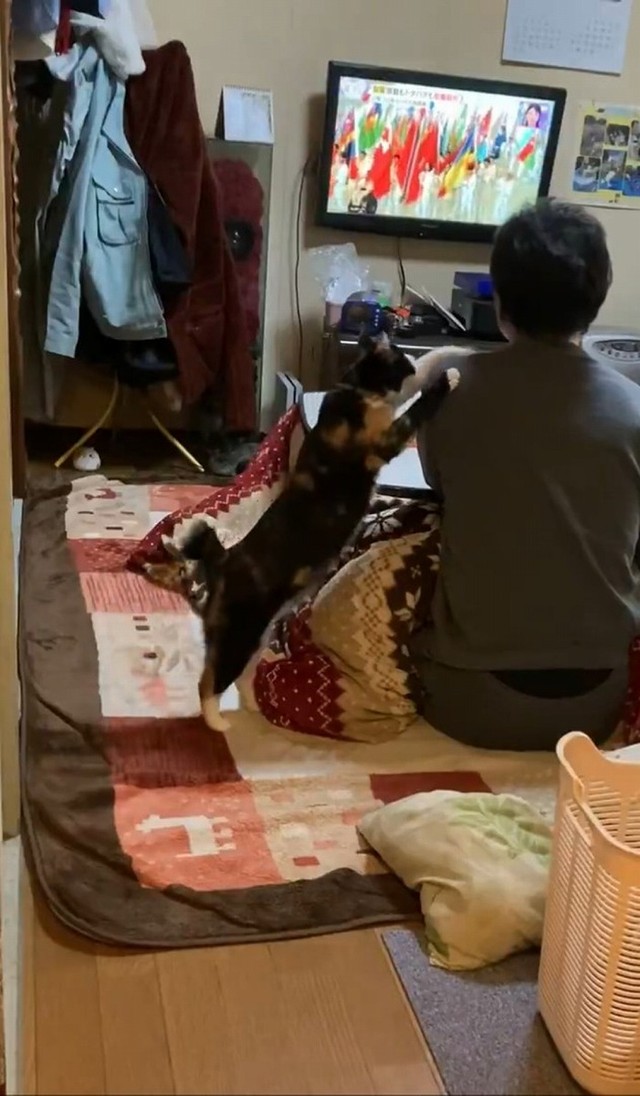 パパさんにベッタリ（画像提供：ぴーちゃん ※動画よりキャプチャ）