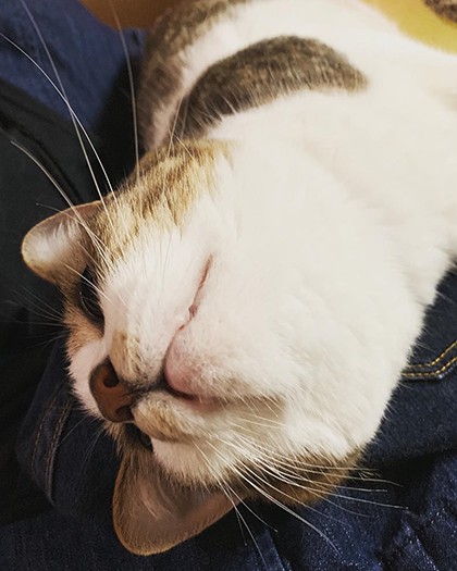 ゴロゴロゴロ～甘えてるの