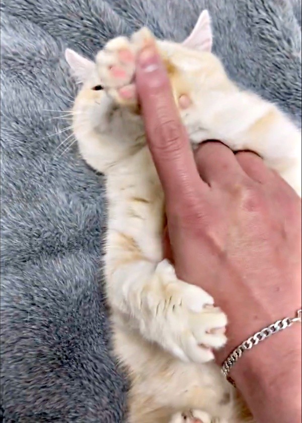 前足でサッと押しのけるさくらちゃん（画像提供：さくらとかえでさん）