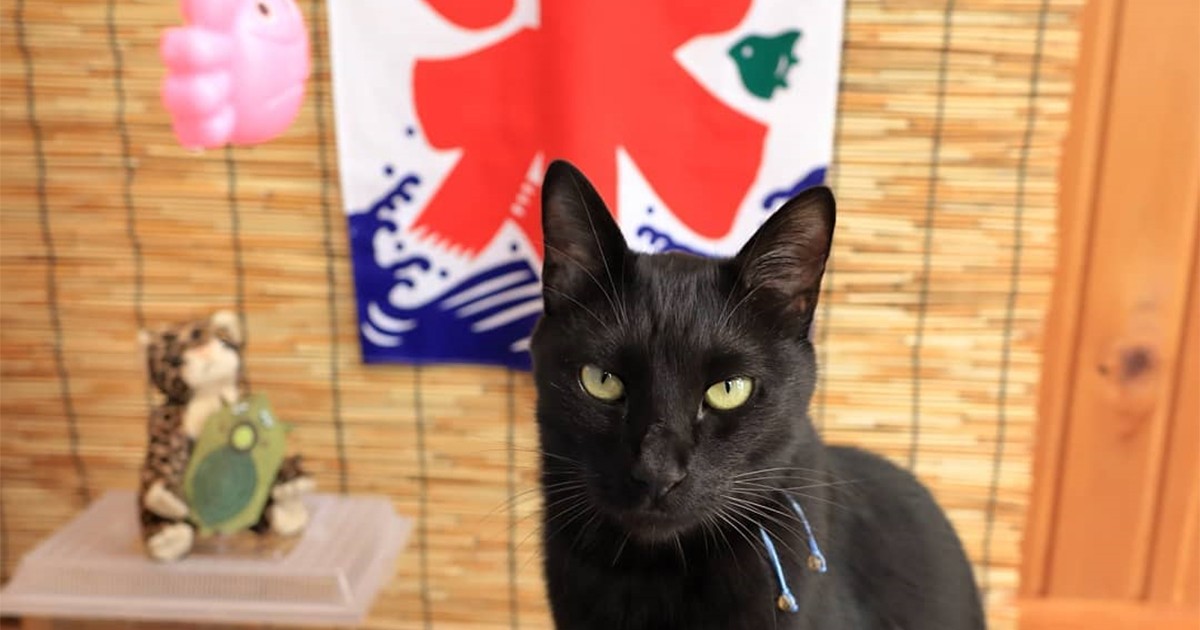 猫 置物 オブジェ 御影石 希少 黒猫 ガーデニング雑貨 北欧 猫 御影石