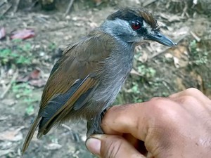 170年ぶりに再発見された、インドネシアの謎の鳥