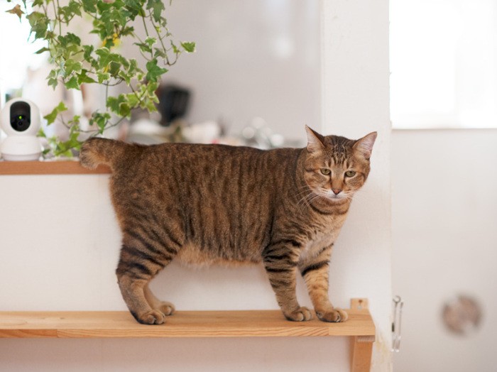 「行き止まりか」（小林写函撮影）