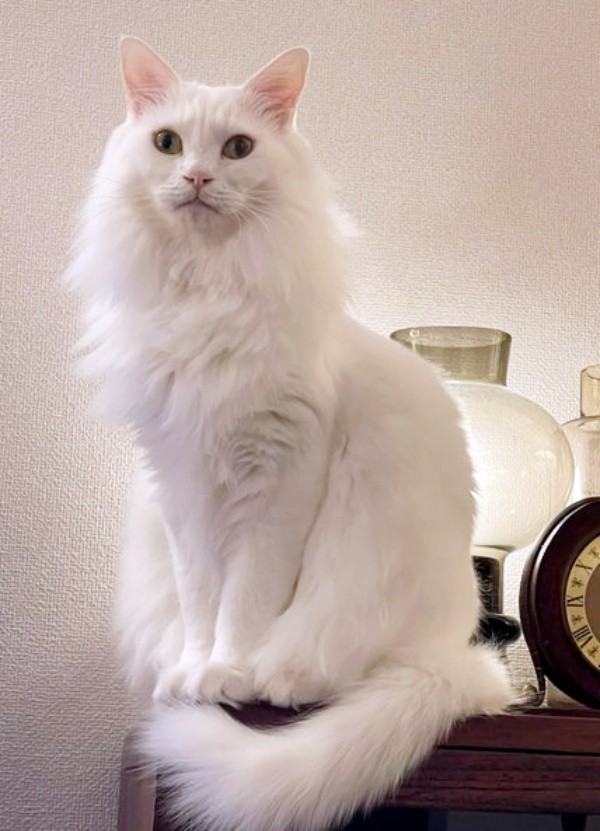 ゴージャスな被毛がかっこいいレオちゃん（画像提供：はんびらミルとおとろレオさん）