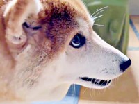 「やばい…」 イタズラ発覚、飼い主さんの様子をうかがうハルちゃん（画像提供：柴犬ハルさん）