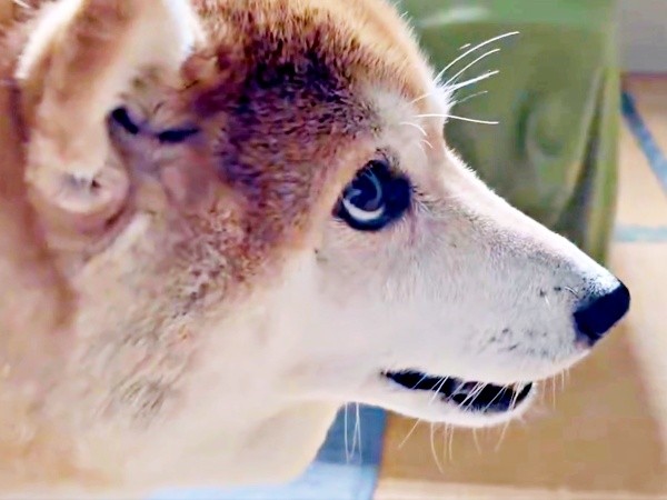 「やばい…」 イタズラ発覚、飼い主さんの様子をうかがうハルちゃん（画像提供：柴犬ハルさん）