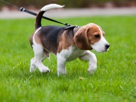 ドッグスクール利用券、ふるさと納税返礼品に　トイレなどしつけ