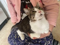 他のどの猫よりも甘えん坊＝Aiさん提供