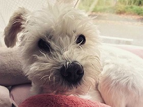 朝のまったり時間　ミニチュアシュナウザーの「ラッシュ」