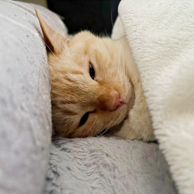 人間の寝方すぎる！？ 毛布をかぶってうとうとするバムちゃん（画像提供：にゃんぺろ小僧さん）