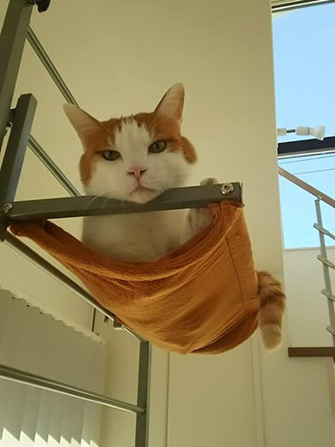 １階に導入したキャットタワー。窓際と２階の廊下がキャットウオークのようなものなので、意外と人気なし（笑）