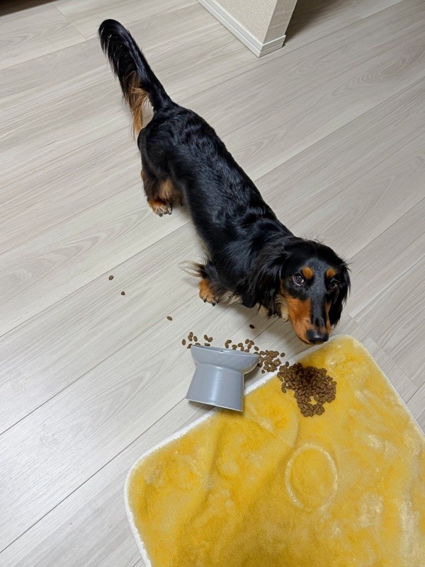 ご飯タイムは褒めてもらいたいチャコくん（画像提供：チャコの飼い主さん）